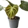 Philodendron (Philodendron verrucosum 'Incensi') D 6 H 15 cm