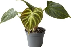 Philodendron (Philodendron verrucosum 'Incensi') D 6 H 15 cm