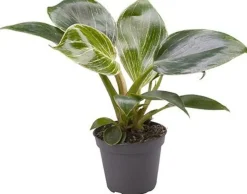 Philodendron (Philodendron 'White Measure') D 6 H 15 cm