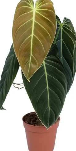Philodendron (Philodendron melanochrysum) D 12 H 40 cm