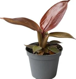 Philodendron (Philodendron 'Red Sun') D 6 H 15 cm