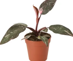 Philodendron (Philodendron 'Pink Princess') D 12 H 40 cm