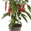 Pick-&-Joy Chili rot (Capsicuum Anuum) D 14 H 40 cm