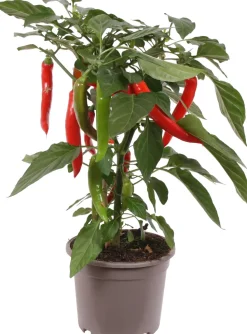 Pick-&-Joy Chili rot (Capsicuum Anuum) D 14 H 40 cm