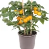 Pick-&-Joy Kirschtomate gelb (Solanum lycopersicum) D 14 H 30 cm