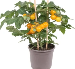 Pick-&-Joy Kirschtomate gelb (Solanum lycopersicum) D 14 H 30 cm