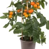Pick-&-Joy Kirschtomate orange (Solanum lycopersicum) D 14 H 40 cm