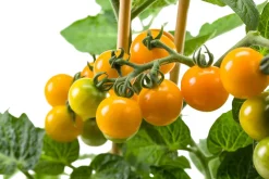 Pick-&-Joy Kirschtomate orange (Solanum lycopersicum) D 14 H 40 cm