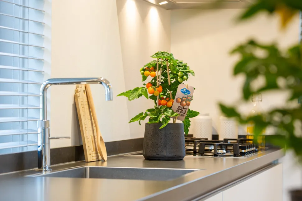 Pick-&-Joy Kirschtomate orange (Solanum lycopersicum) D 14 H 40 cm