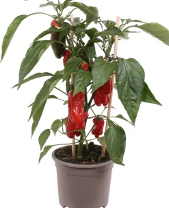 Pick-&-Joy Mini-Paprika rot (Capsicum Annuum) D 14 H 40 cm