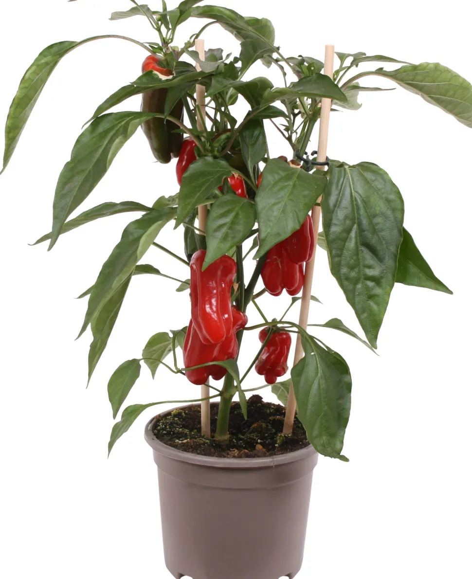 Pick-&-Joy Mini-Paprika rot (Capsicum Annuum) D 14 H 40 cm
