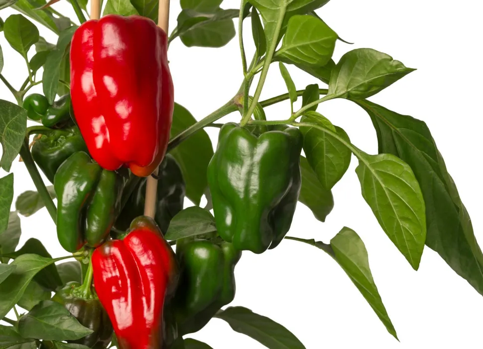 Pick-&-Joy Mini-Paprika rot (Capsicum Annuum) D 14 H 40 cm