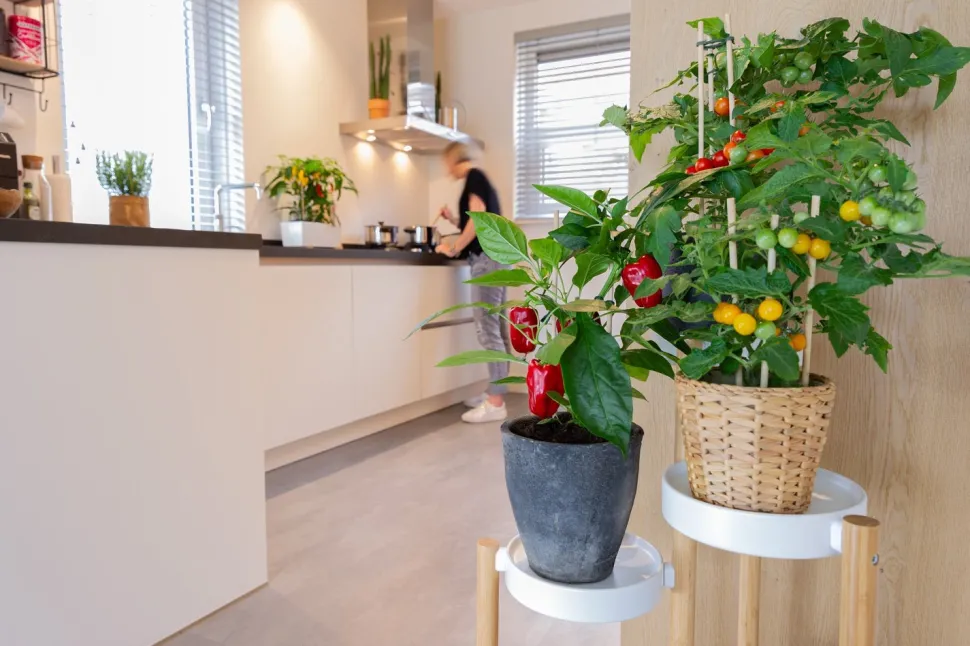 Pick-&-Joy Mini-Paprika rot (Capsicum Annuum) D 14 H 40 cm