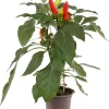 Pick-&-Joy Paprika mild (Capsicuum Anuum) D 14 H 40 cm