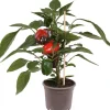 Pick-&-Joy Paprika rot (Capsicum Annuum) D 14 H 40 cm