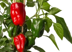 Pick-&-Joy Paprika rot (Capsicum Annuum) D 14 H 40 cm