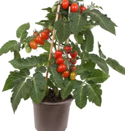 Pick-&-Joy Pflaumentomate rot (Solanum lycopersicum) D 14 H 40 cm