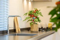 Pick-&-Joy Pflaumentomate rot (Solanum lycopersicum) D 14 H 40 cm