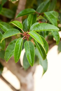 Portugiesischer Kirschlorbeer (Prunus lusitanica) D 18 cm