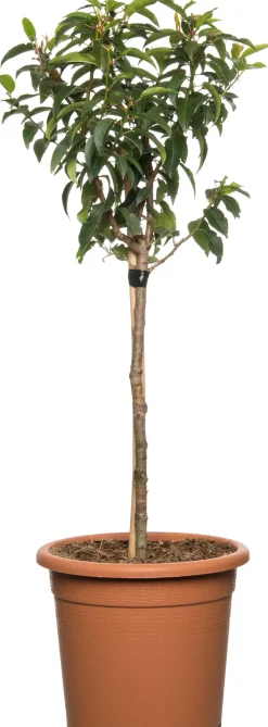 Portugiesischer Kirschlorbeer (Prunus lusitanica)