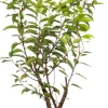 Portugiesischer Kirschlorbeer (Prunus lusitanica 'Angustifolia') D 23 H 50 cm