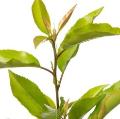 Portugiesischer Kirschlorbeer (Prunus lusitanica 'Angustifolia') D 23 H 50 cm