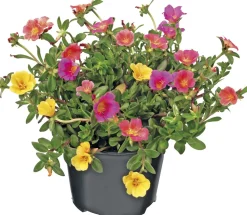 Portulak (Portulaca) D 12 H 15 cm