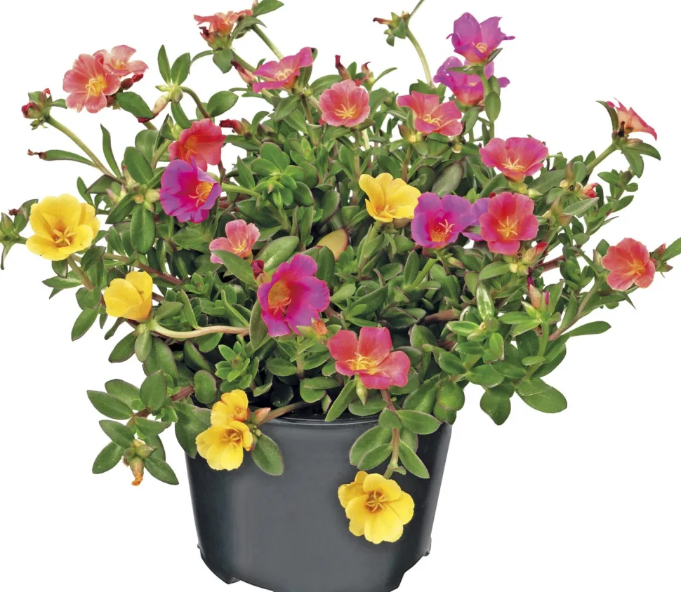 Portulak (Portulaca) D 12 H 15 cm