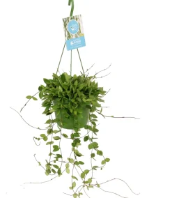 Porzellanblume (Hoya puber) D 14 H 40 cm