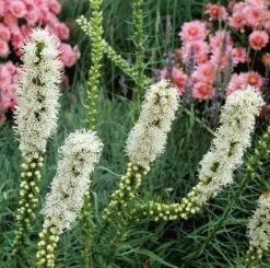 Prachtscharte (Liatris spicata 'Floristan Weiss') D 9 H 5 cm