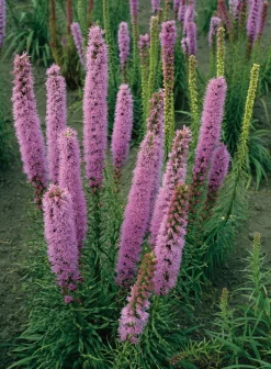 Prachtscharte (Liatris spicata 'Floristan Violett') D 9 H 5 cm
