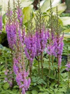 Prachtspiere (Astilbe chinensis 'Pumila')