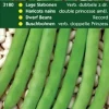 Prinzessbohnen (Phaseolus vulgaris 'verbesserte doppelte Prinzess') Samen