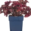 Purpurglöckchen (Heuchera 'Melting Fire') D 11 H 10 cm