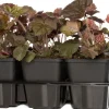 Purpurglöckchen (Heuchera micrantha 'Palace Purple') 6er-Pack D 9 H 15 cm