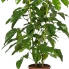 Queensland-Strahlenaralie (Schefflera actinophylla 'Amate') D 24 cm H 110 cm