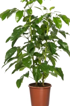 Queensland-Strahlenaralie (Schefflera actinophylla 'Amate') D 24 cm H 110 cm