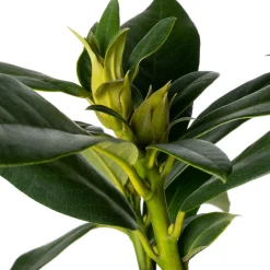 Rhododendron (Rhododendron 'Cunningham's White') D 23 H 40 cm