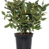 Rhododendron (Rhododendron 'Nova Zembla') D 15 H 35 cm