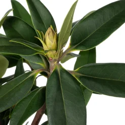 Rhododendron (Rhododendron 'Madame Fortier') D 23 H 40 cm