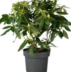 Rhododendron (Rhododendron 'Blue Peter') D 23 H 40 cm