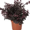 Riemenblüte (Loropetalum chinense 'Black Pearl') D 23 H 60 cm