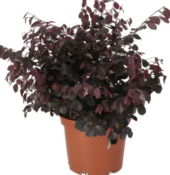 Riemenblüte (Loropetalum chinense 'Black Pearl') D 23 H 60 cm