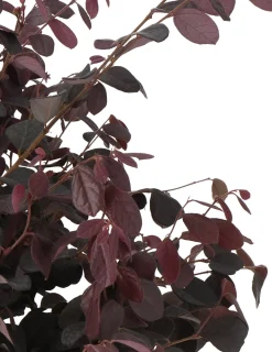 Riemenblüte (Loropetalum chinense 'Black Pearl') D 23 H 60 cm