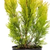 Riesen-Lebensbaum (Thuja Plicata Forever Goldy)