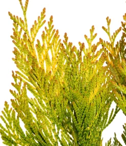 Riesen-Lebensbaum (Thuja Plicata Forever Goldy)