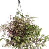 Rio-Dreimasterblume (Tradescantia fluminensis 'Quadricolor') D 17 H 35 cm