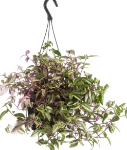 Rio-Dreimasterblume (Tradescantia fluminensis 'Quadricolor') D 17 H 35 cm