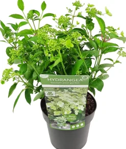 Rispenhortensie (Hydrangea paniculata 'Prim White') D 19 H 40 cm