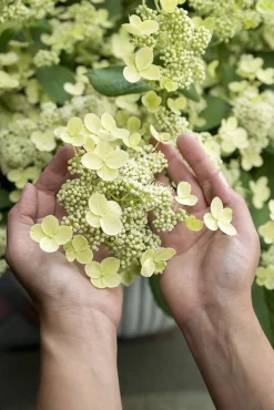 Rispenhortensie (Hydrangea paniculata 'Prim White') D 19 H 40 cm